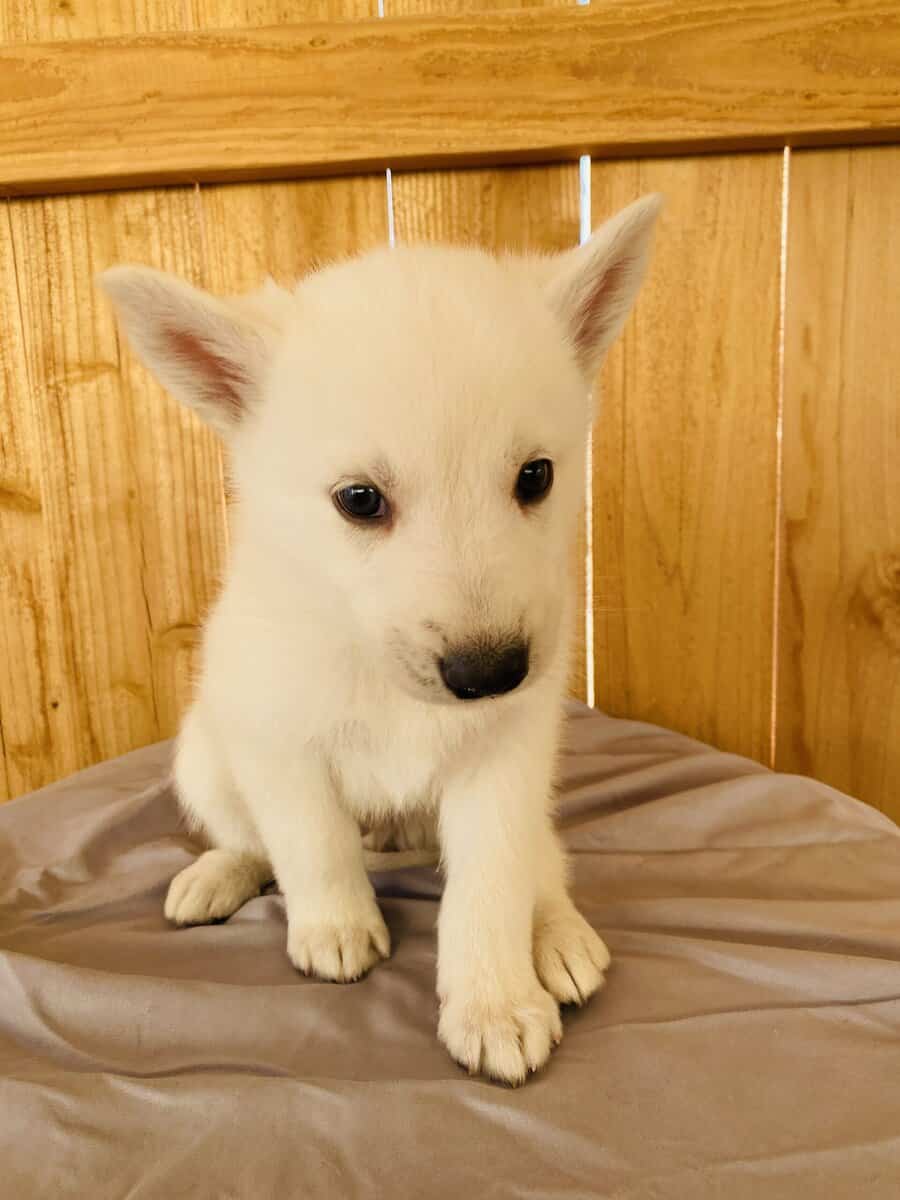 Husky Puppies image 4