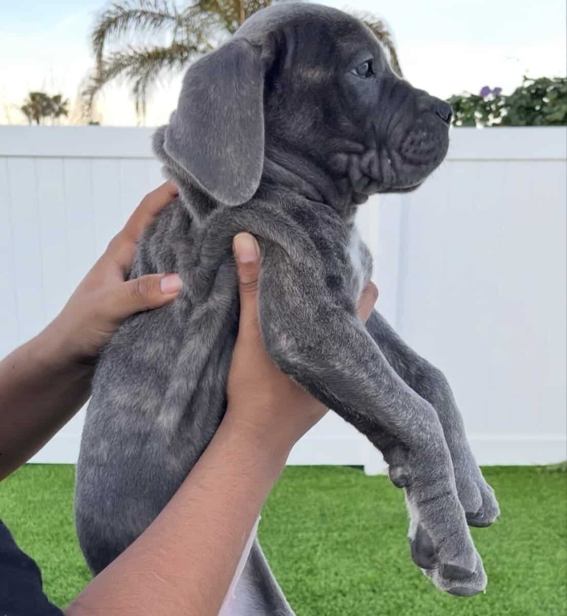 Akira’s Litter of Straw Carrier Corso’s 🍓🧬 image 7
