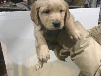 Fluffy golden retriever puppies