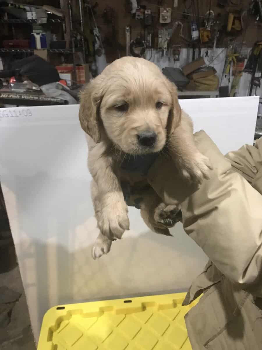 Fluffy golden retriever puppies image 1