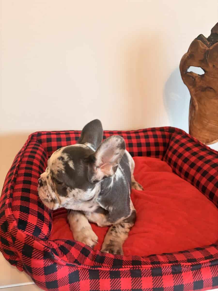 Frenchies looking for a Forever Home image 3
