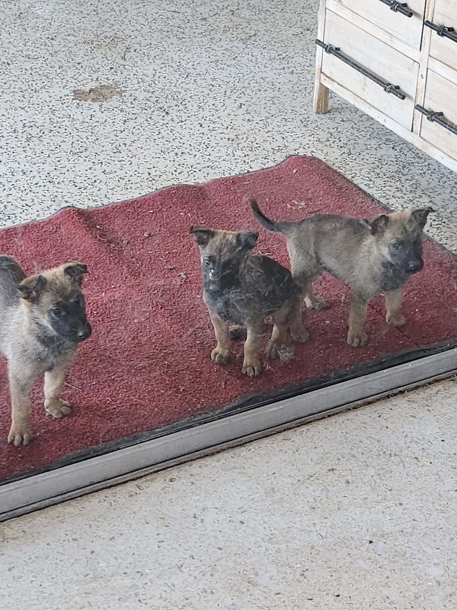 K9 pups image 5