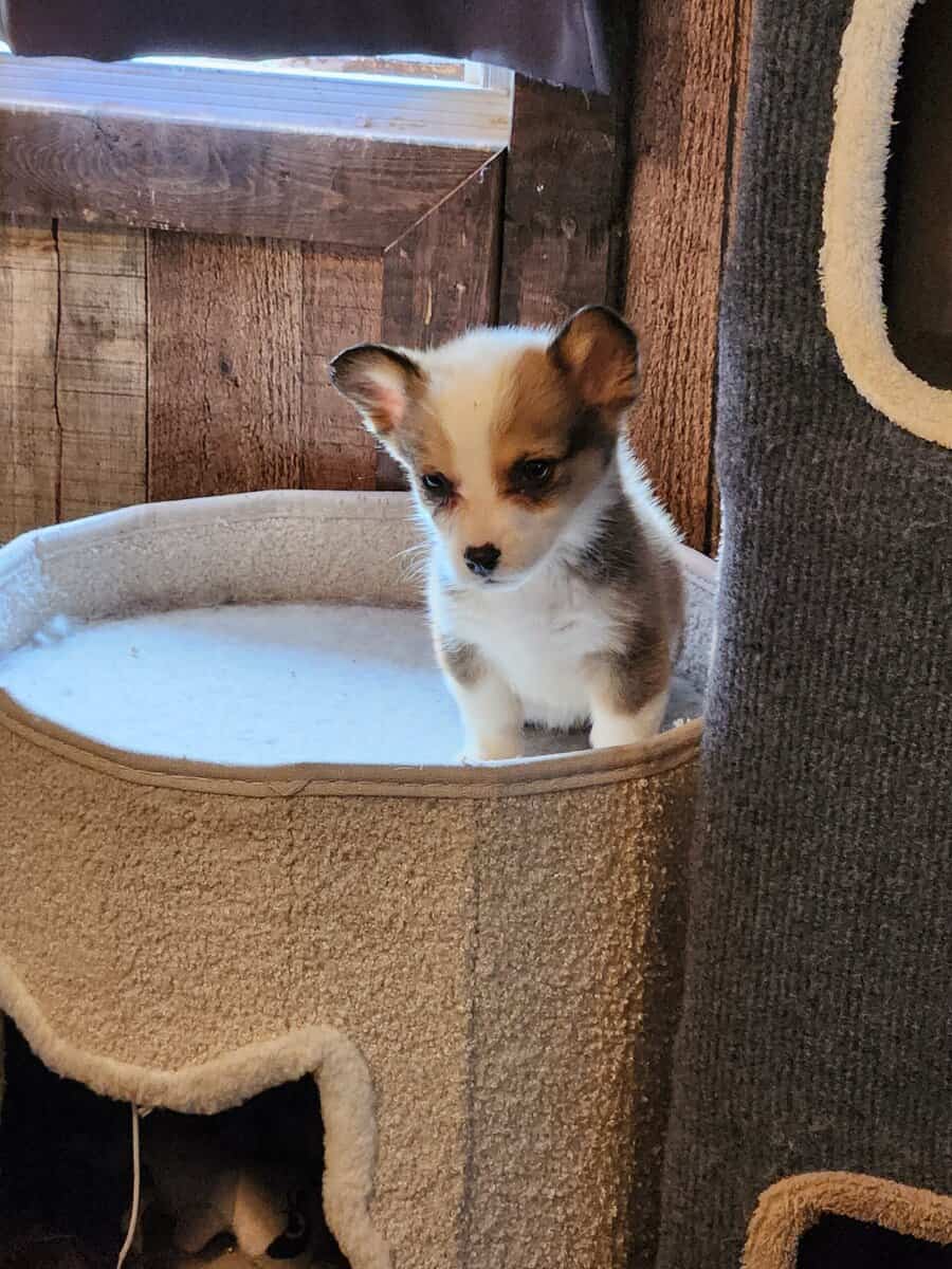 puppies image 4