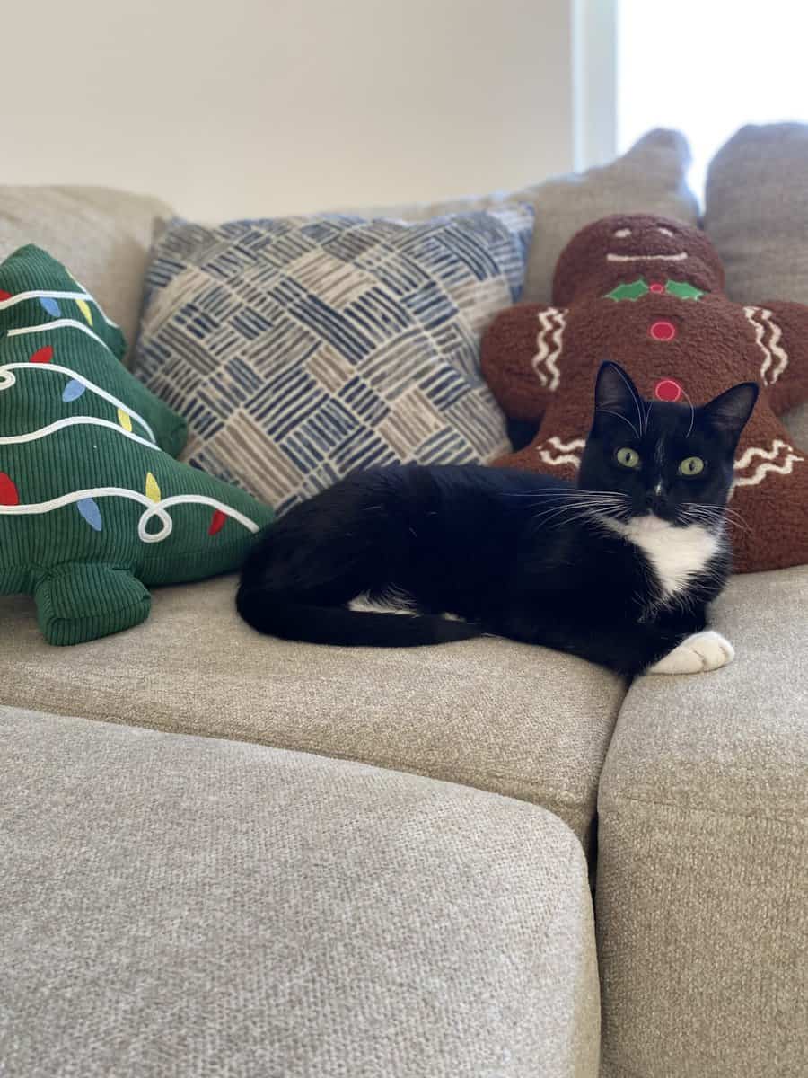 I have 3 cats that need a new home ASAP image 3