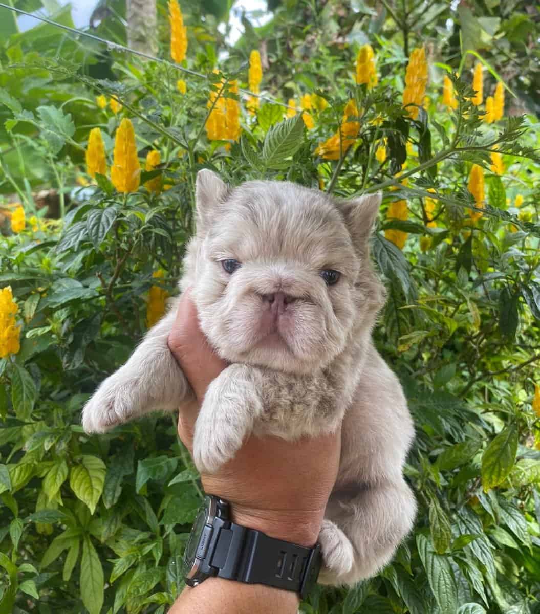 French Bulldog Fluffies image 5