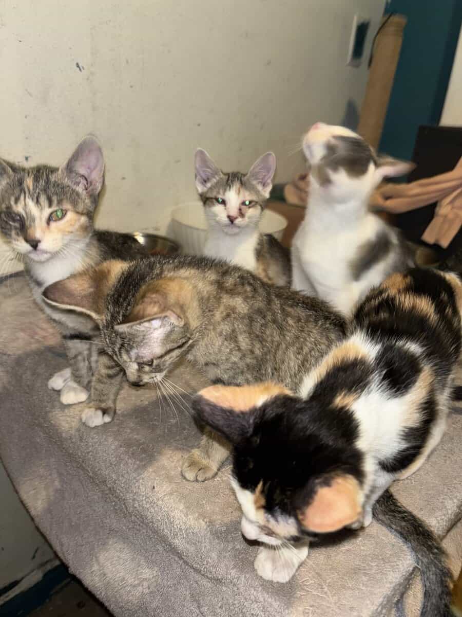 Kittens looking for good safe homes 150$ image 4