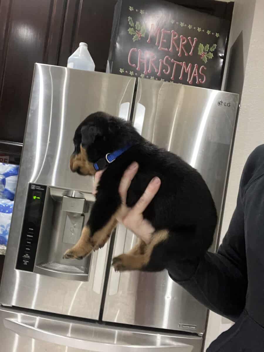 Dark Blue Collar Rottweiler image 4