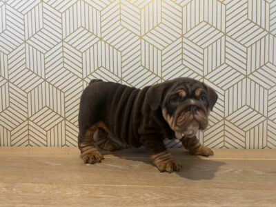 AKC English Bulldog Puppies – Available now!