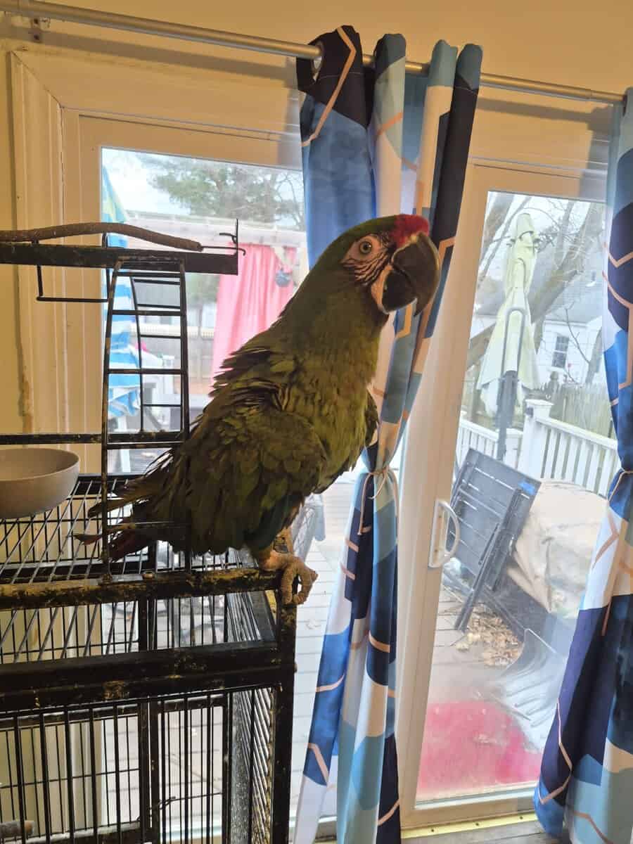 MACAW image 3