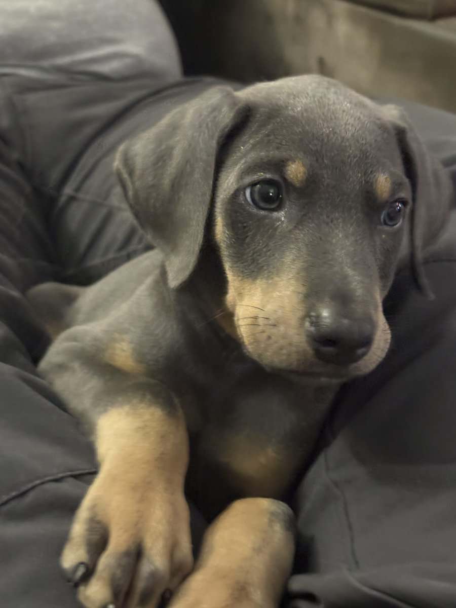 Doberman puppy male image 4