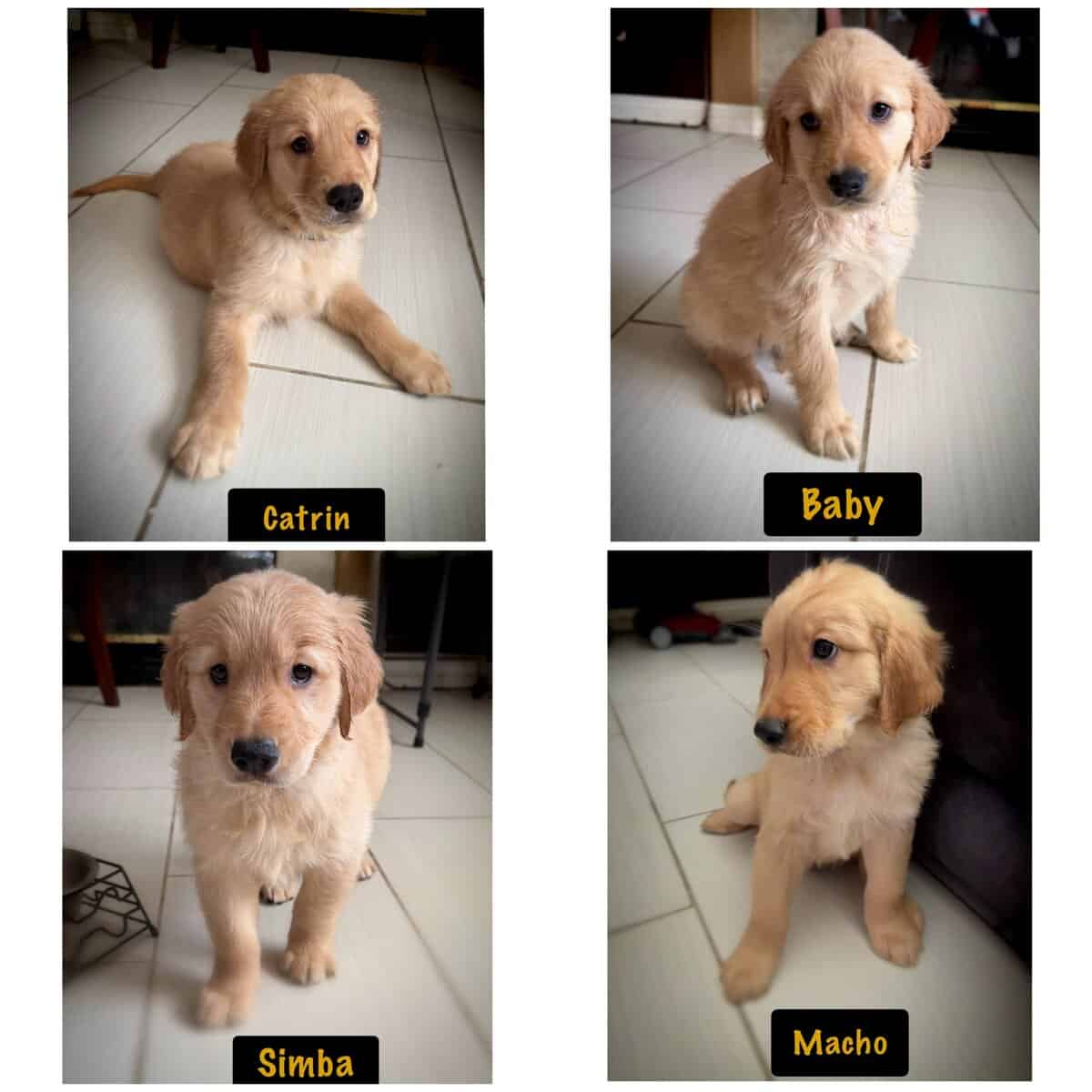 Golden Retriever Puppies image 3