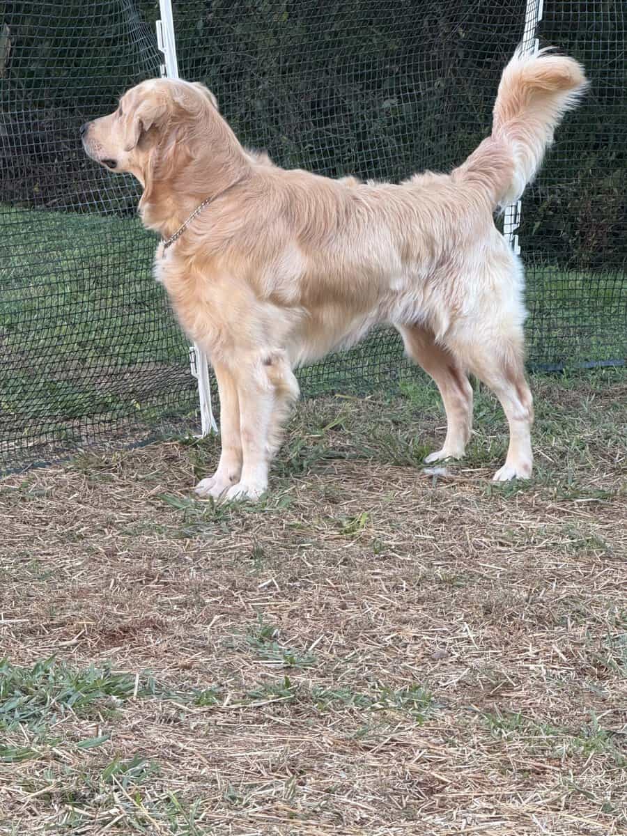 Southern Belle Kennel's Golden retrievers image 3
