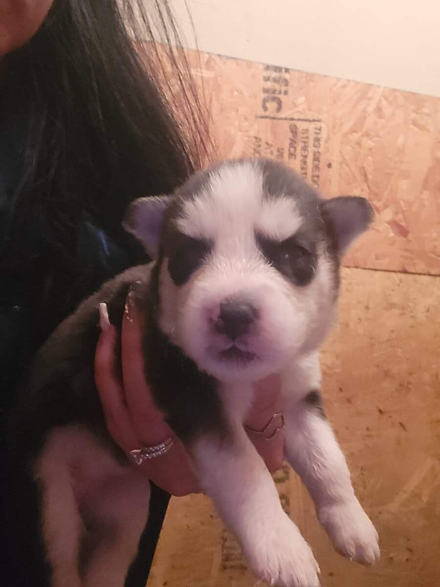 Siberian-husky puppies image 3