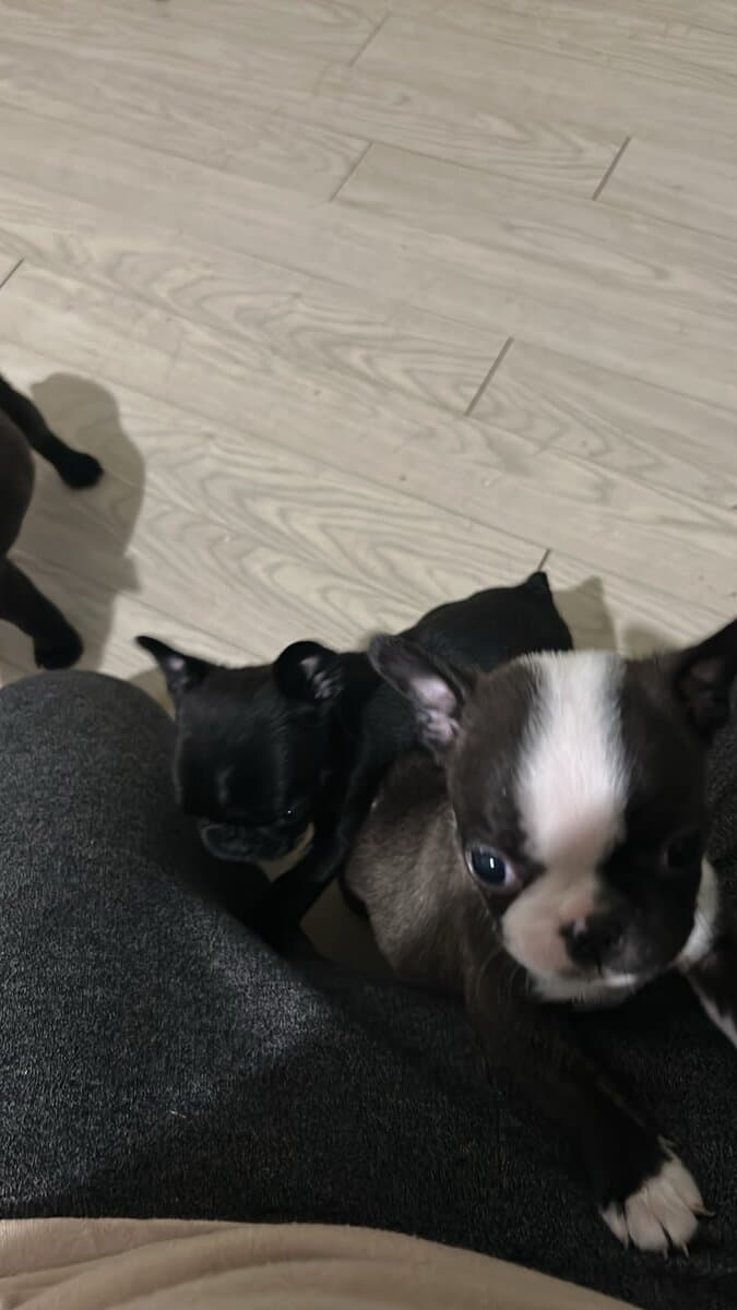 Bugg Puppies image 15
