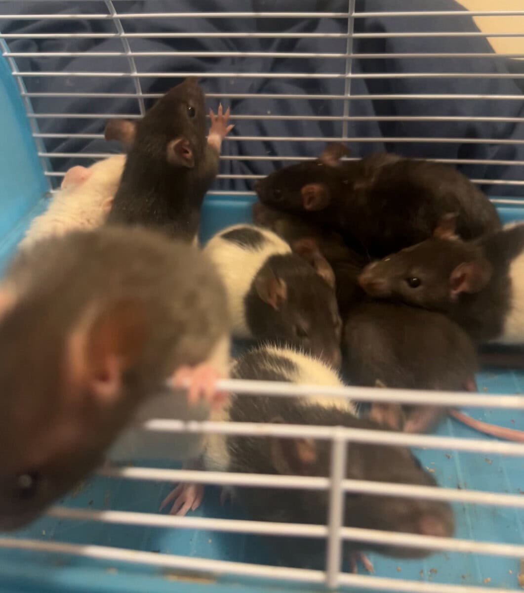 Baby rat rehoming image 1