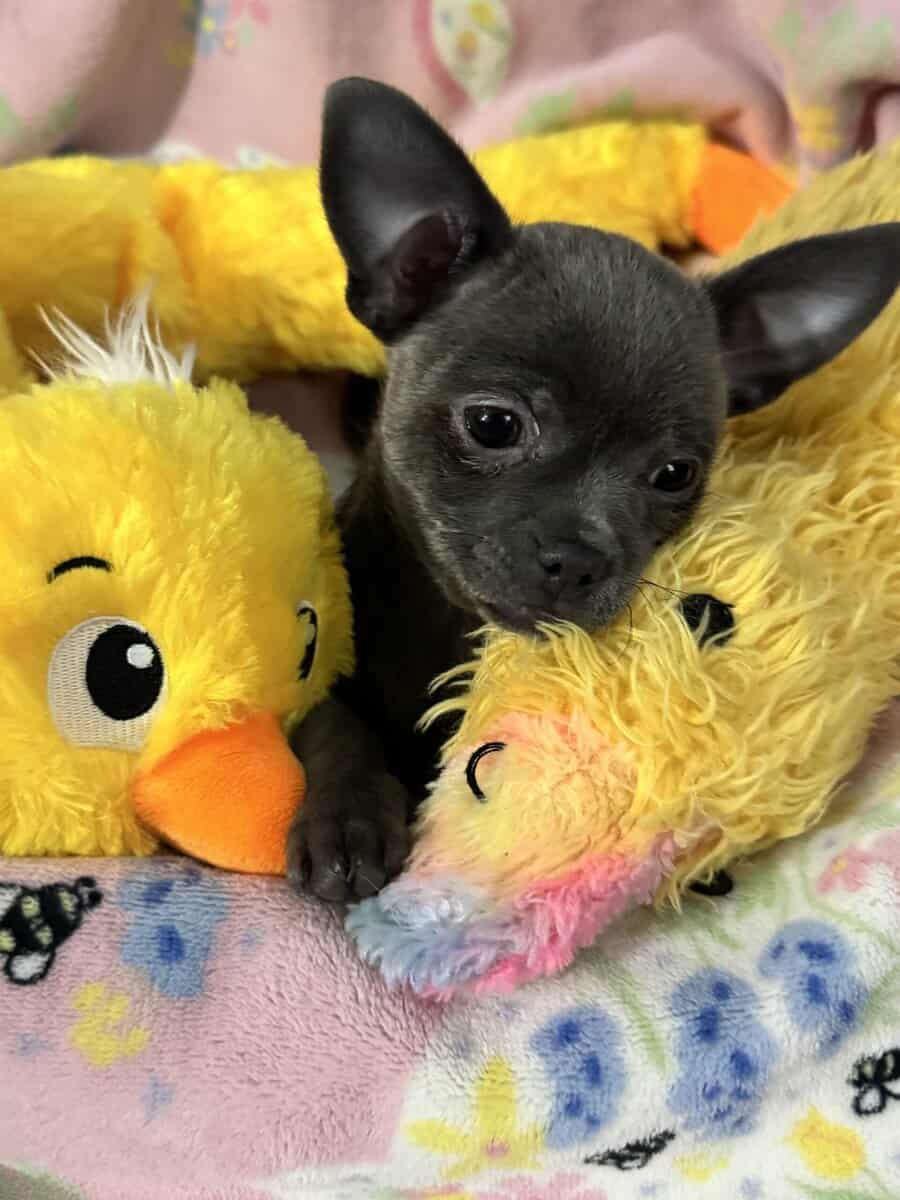 Applehead Chihuahuas purebred image 5