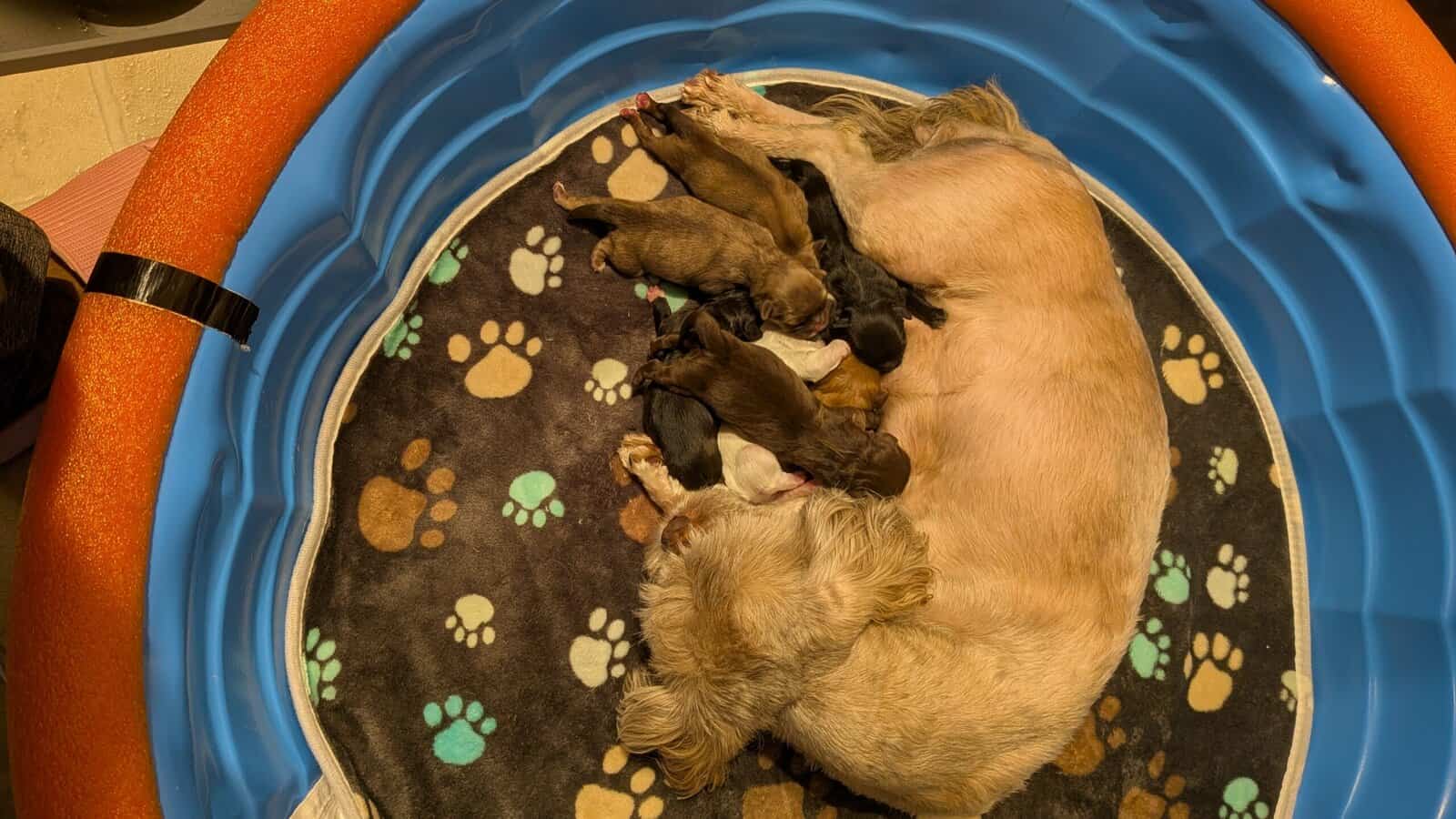 Shih Tzu puppies image 2