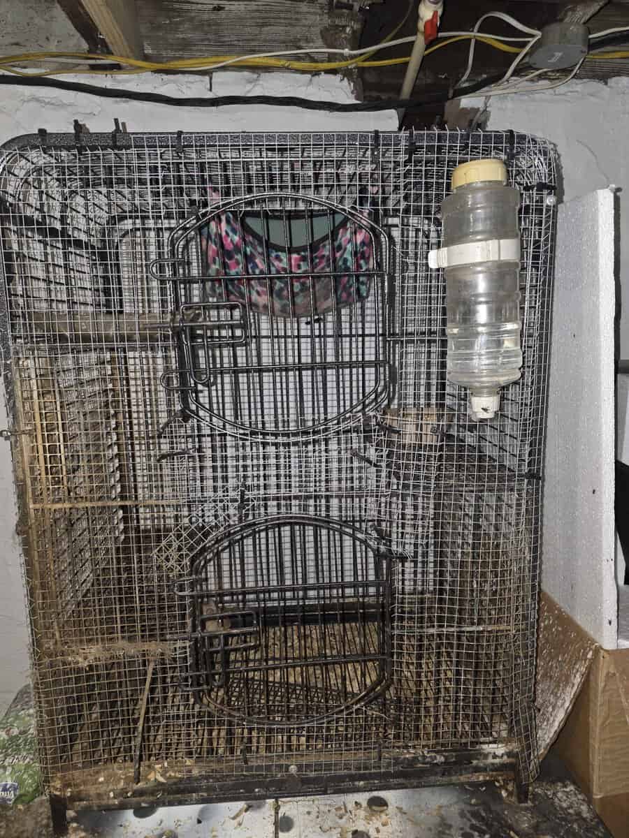 2 male 2 female Degus image 2