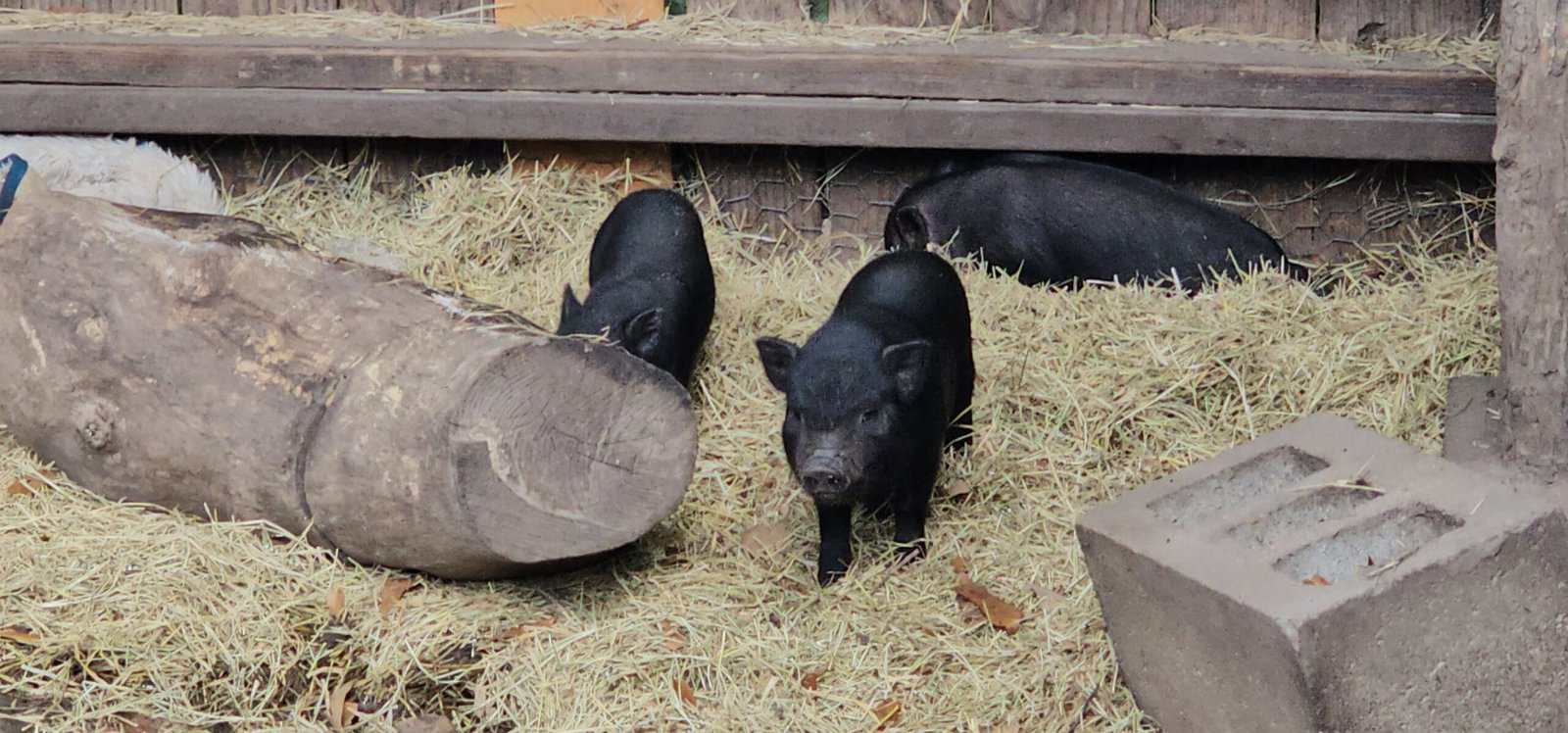 Mini Potbelly Piglets image 1