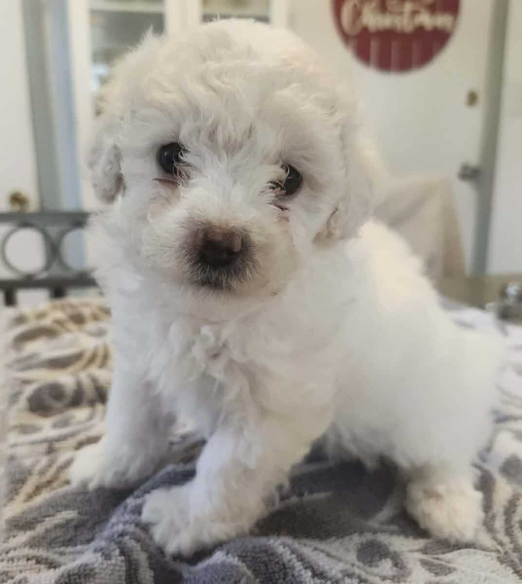 Pomapoo and Maltipoo image 5