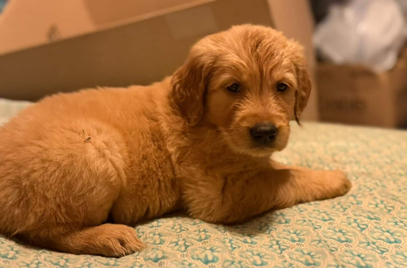 Hand Raised Golden Retrievers image 8