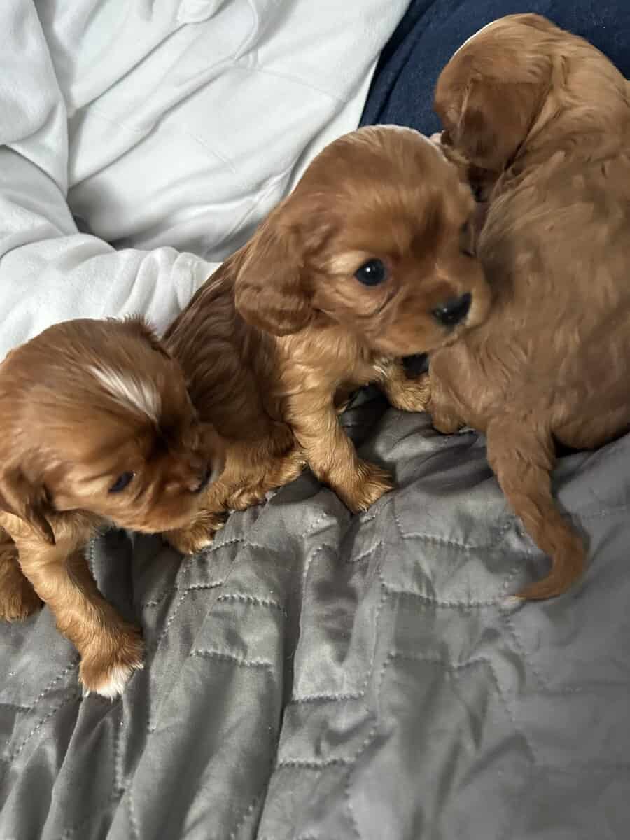 2 males 2 females puppies image 2