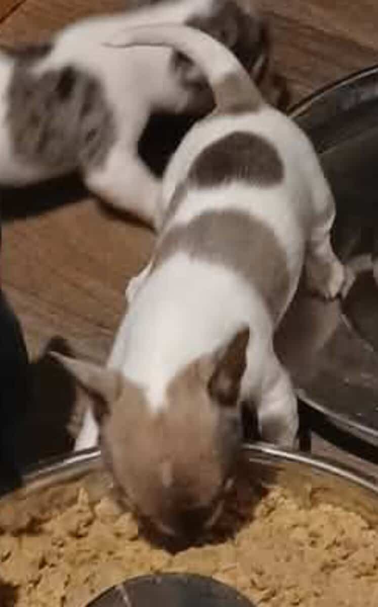 Stunning different colors merle piebald male chihu image 11