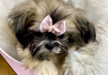 Imperial Shih Tzu female