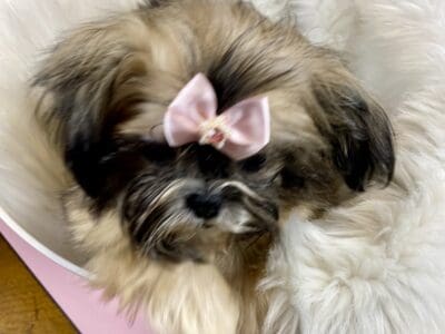 Imperial Shih Tzu female