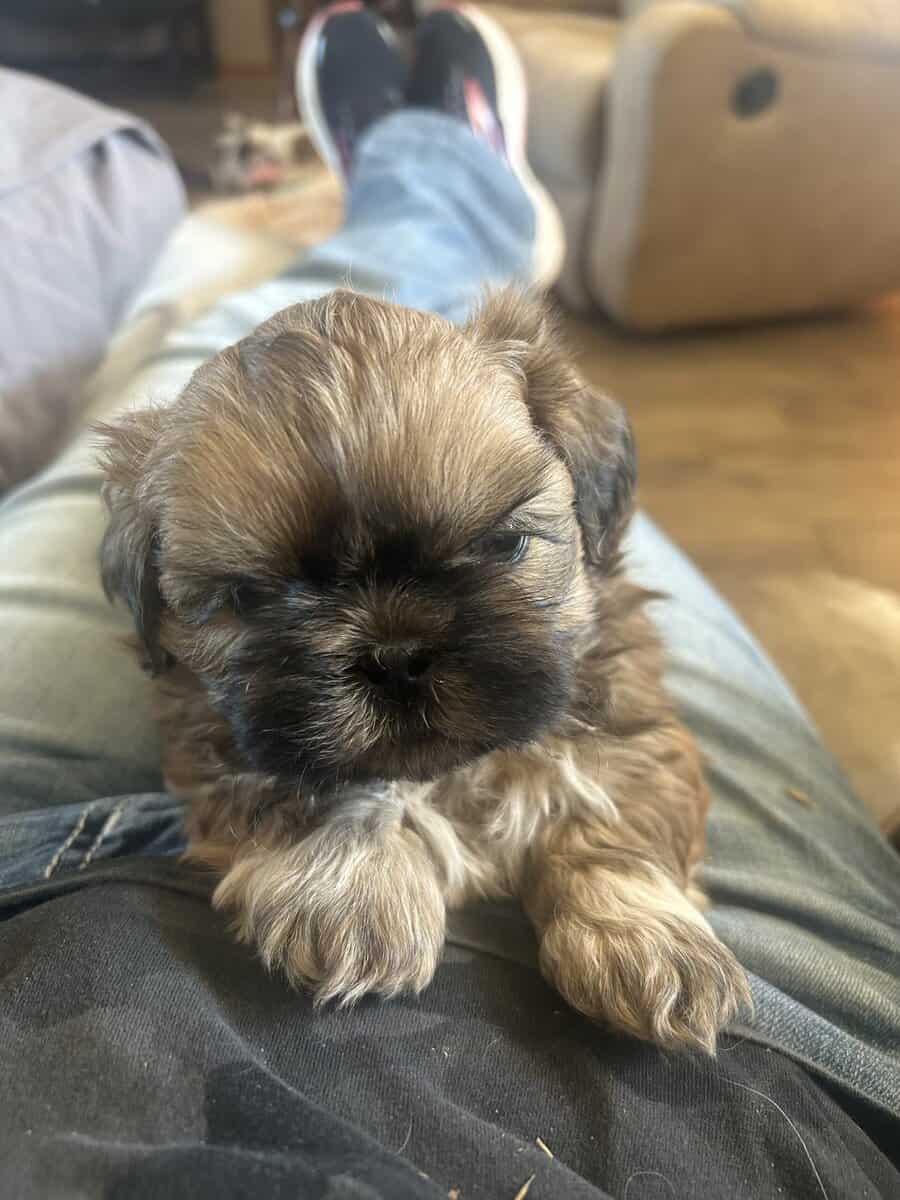ShihTzu image 1