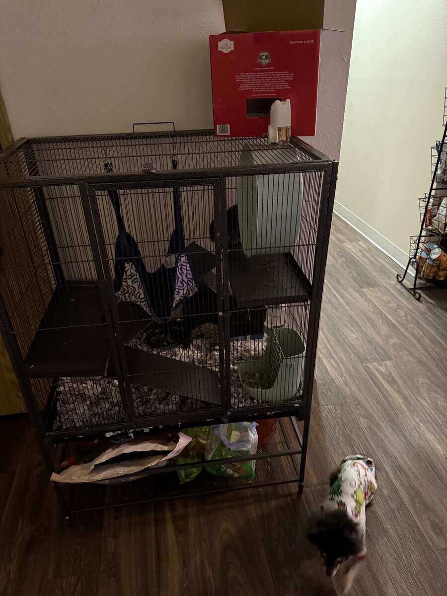 5 Month old Chinchilla for sale image 3
