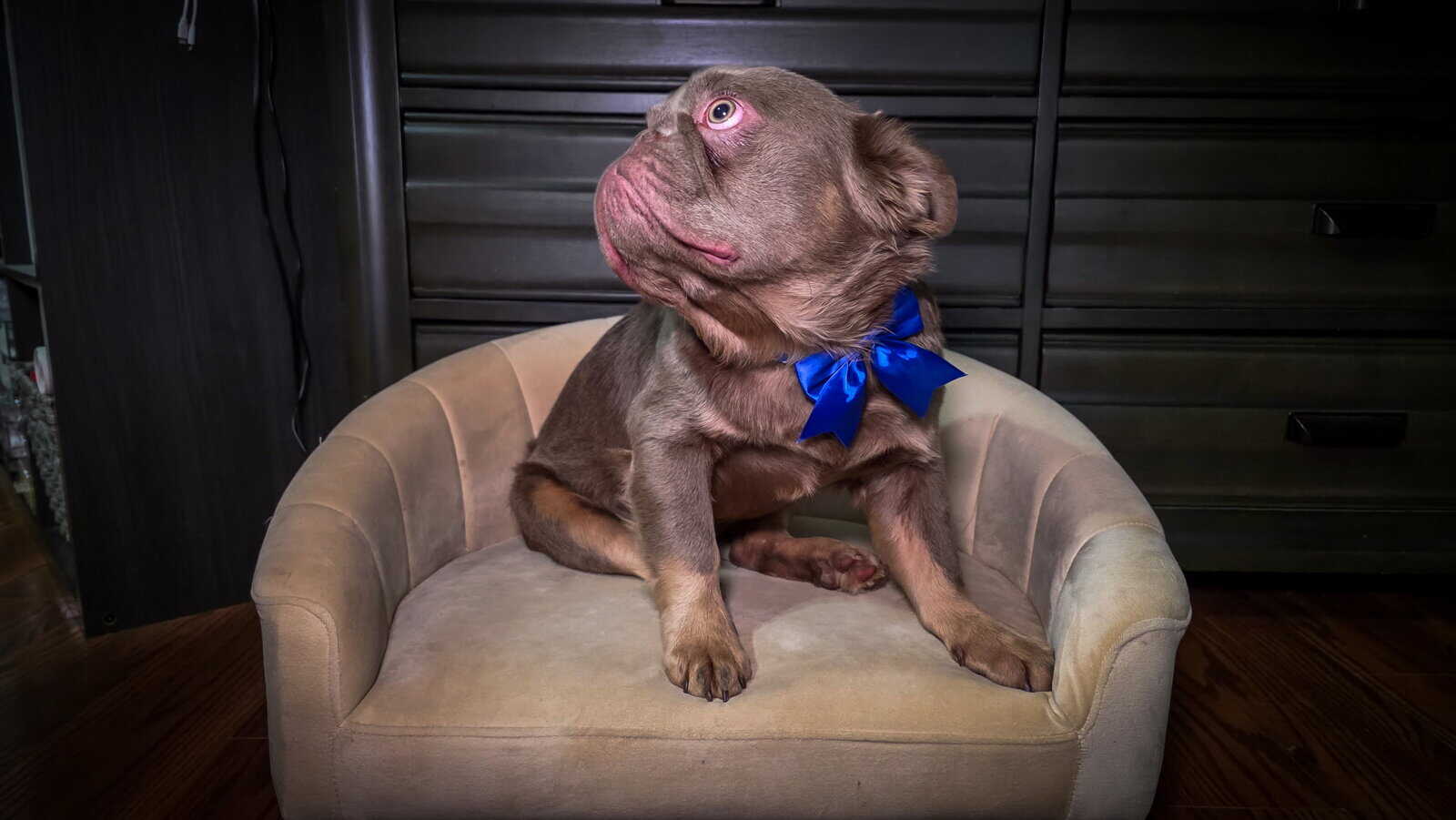7 mos. Male Fluffy French Bulldog Puppy - Chewy image 2