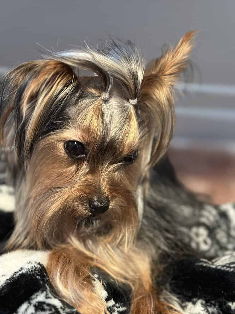 Male yorkie in need of new home image 1