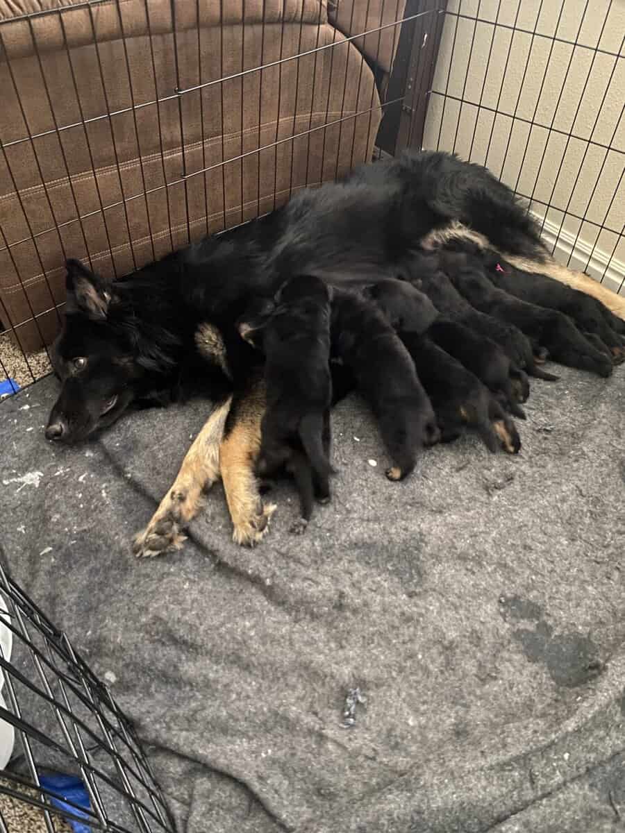Shepweiler Puppiess image 4
