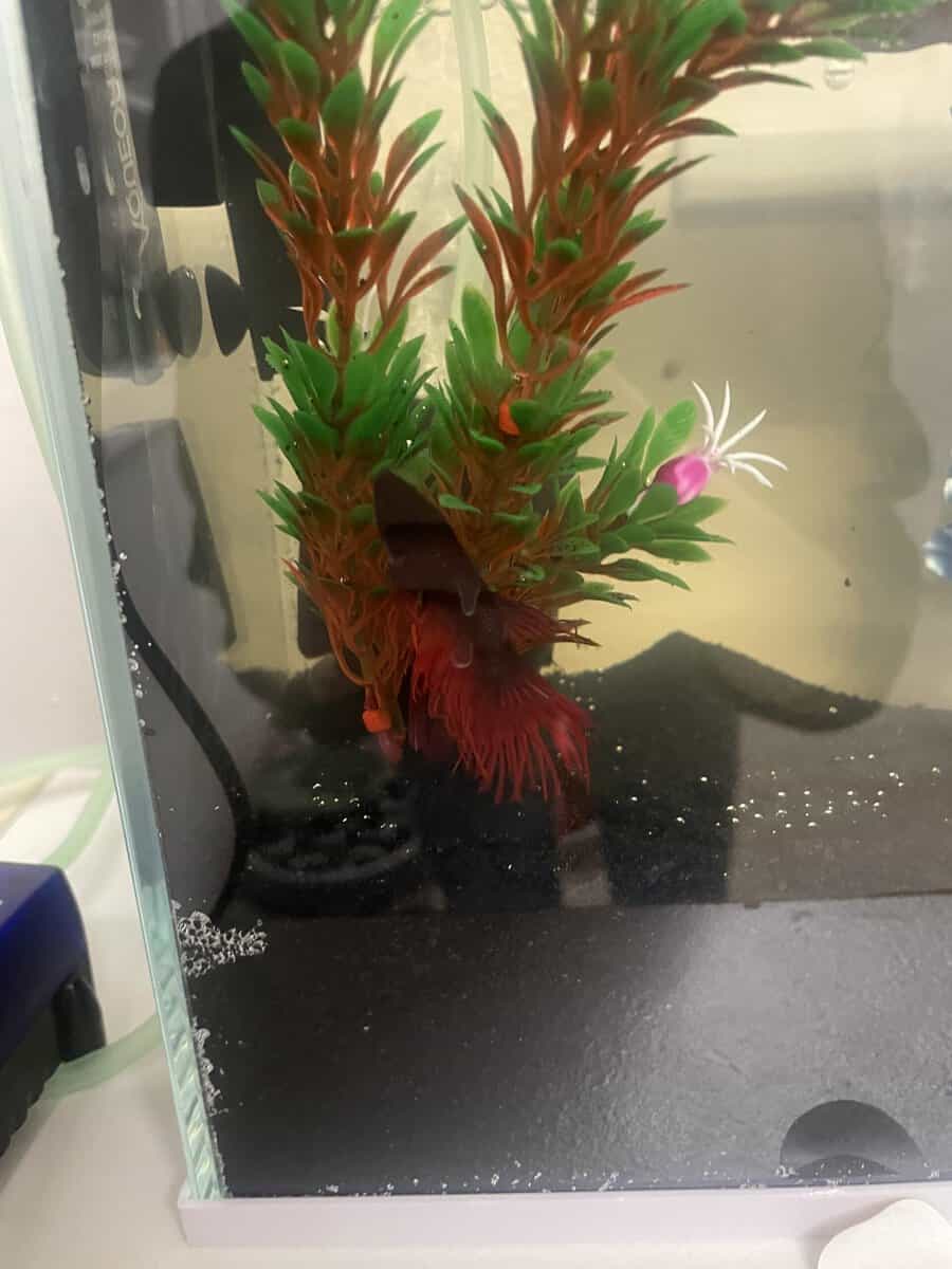 Red and Black Betta Fish image 2