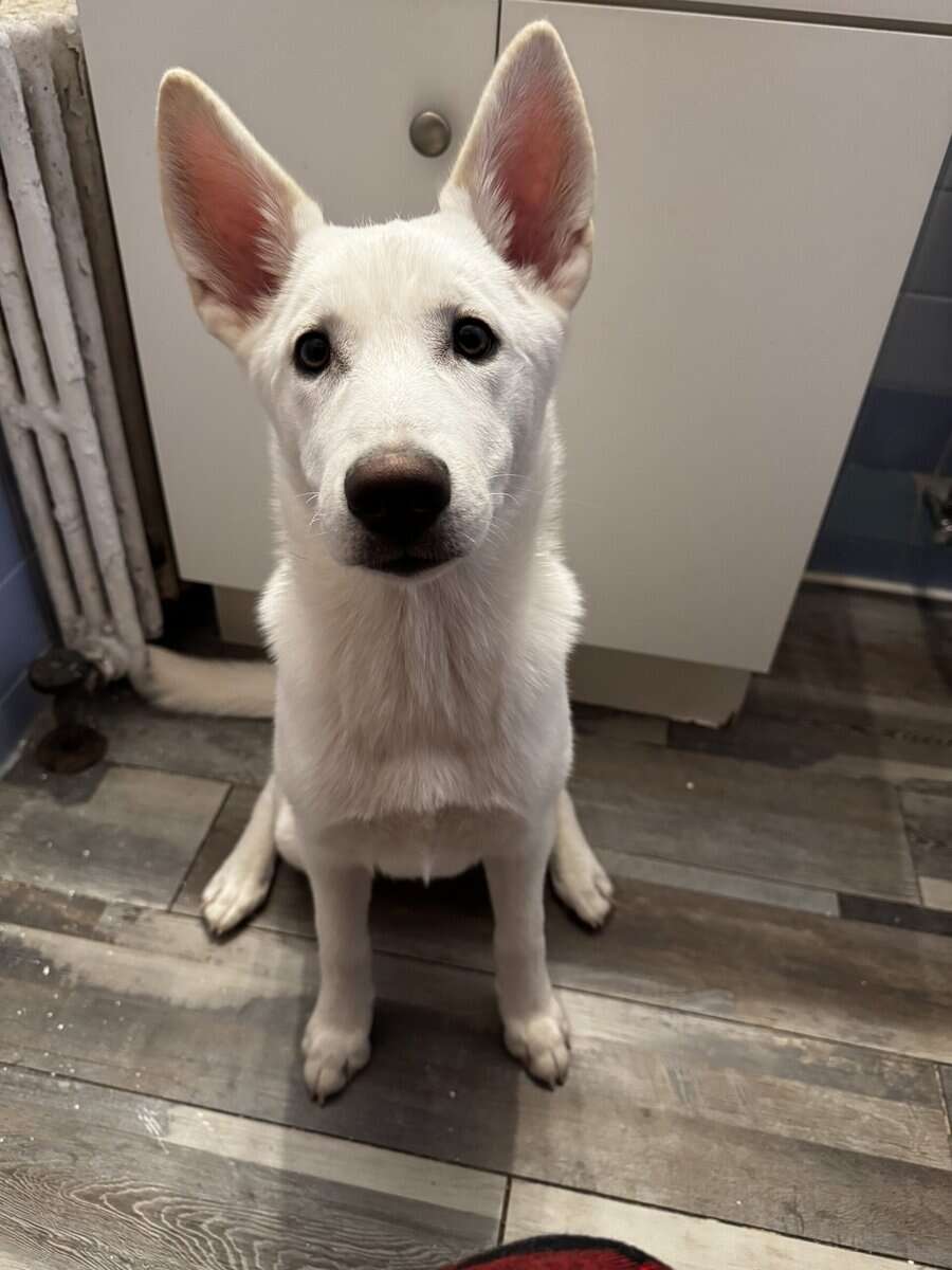 White Siberian Husky pup image 1