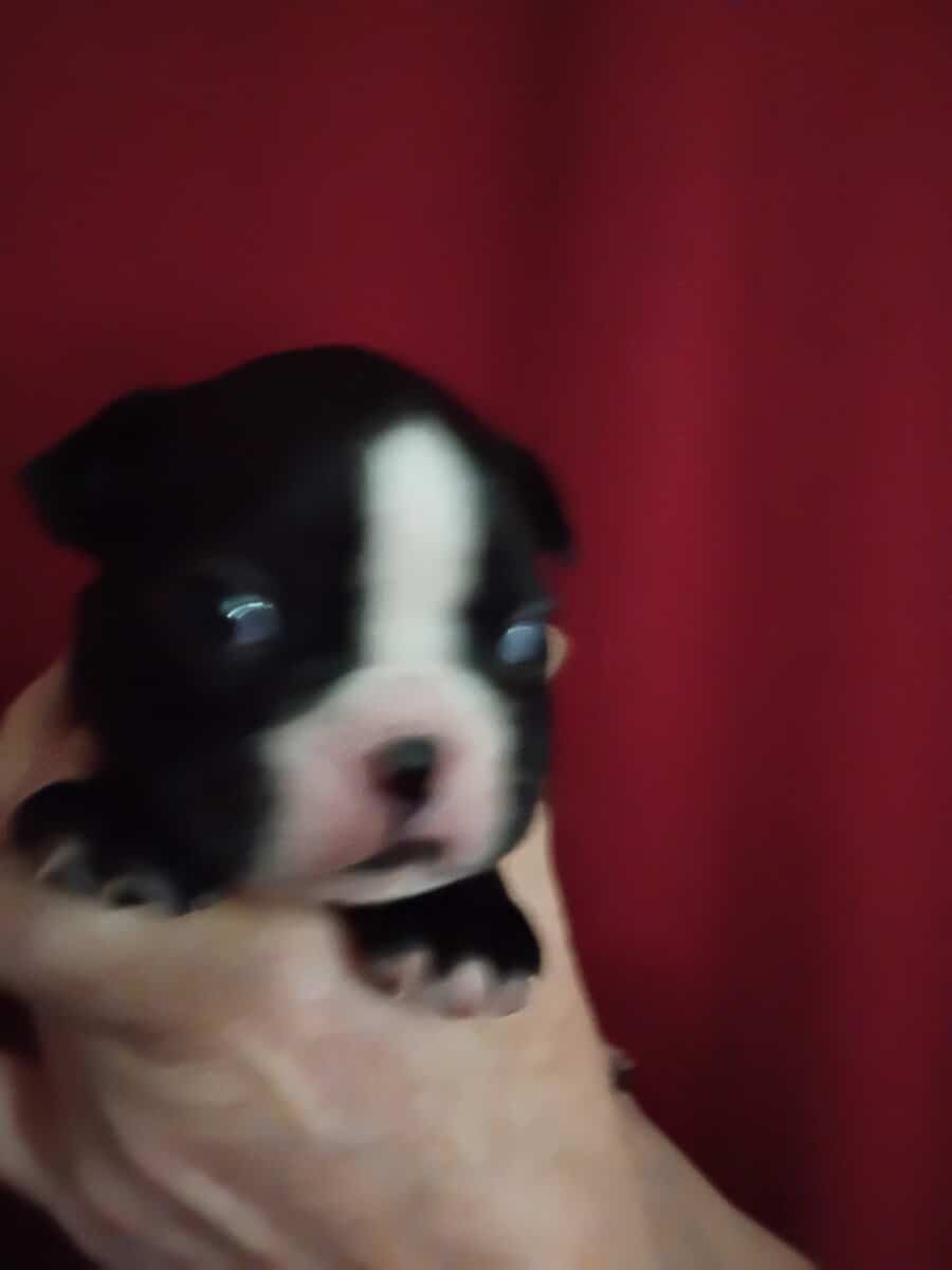 Boston Terrier Puppies image 2