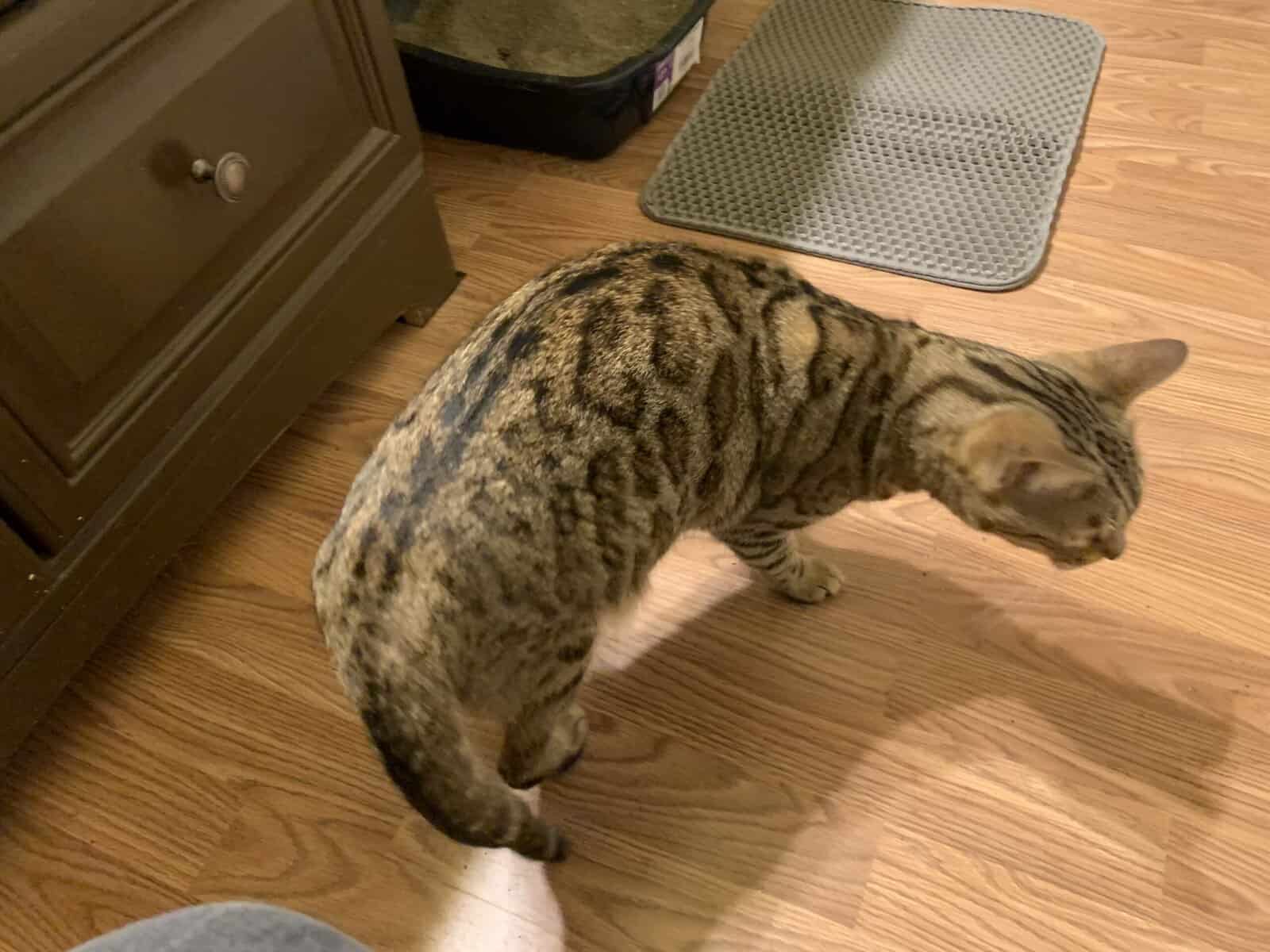2 yr old female Bengal image 2