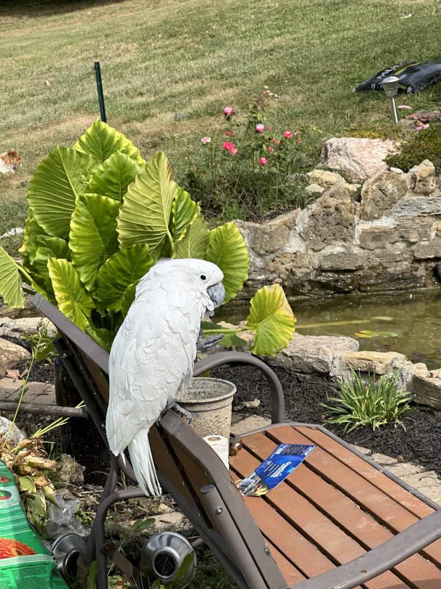 15 year old male umbrella cockatoo image 10