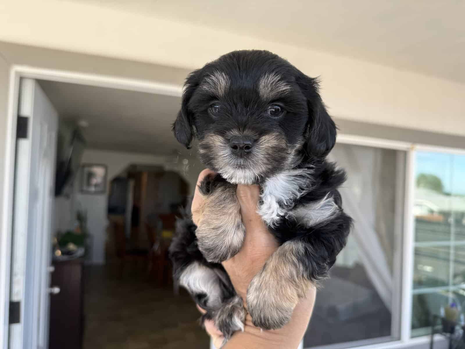 Puppies image 2