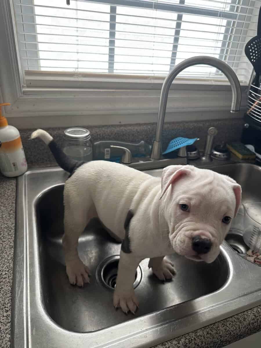 I have 3 XL American Bullies looking for a home image 3