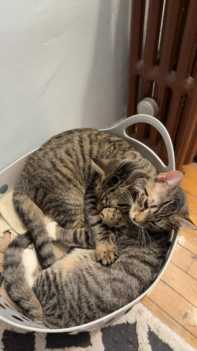 2 FREE KITTENS (beautiful boy brothers) image 2