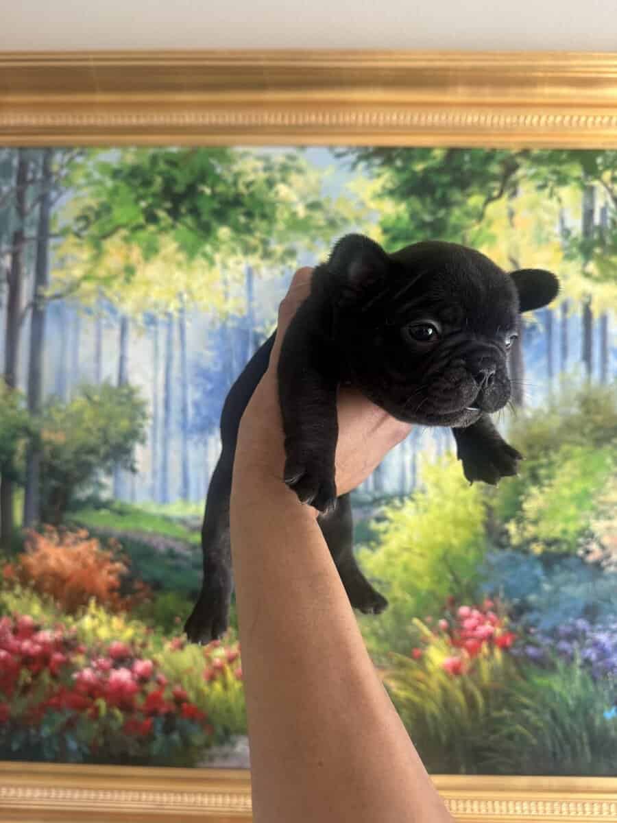 French Bulldog Puppies image 13