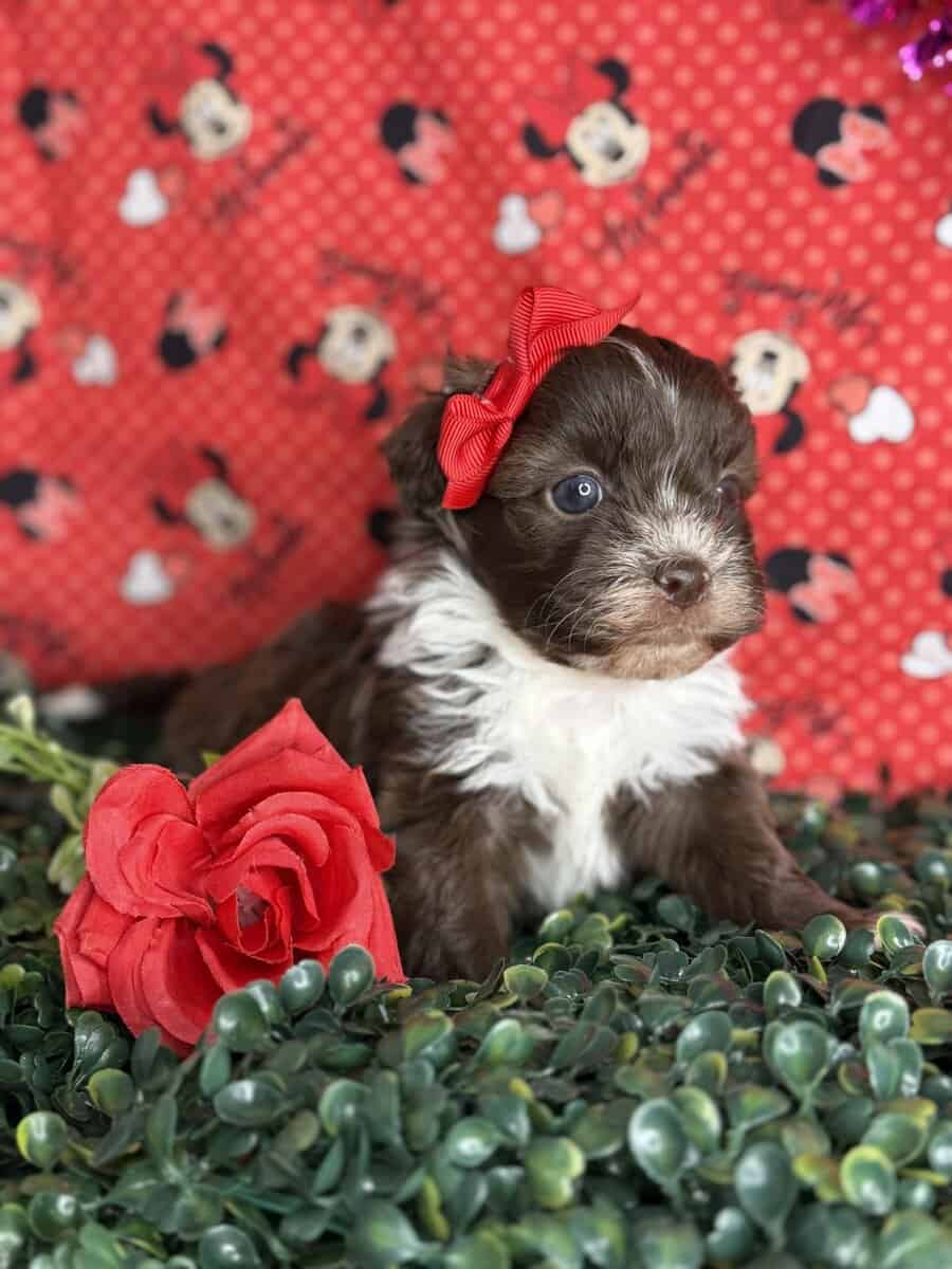 Chocolate maltipoo image 1