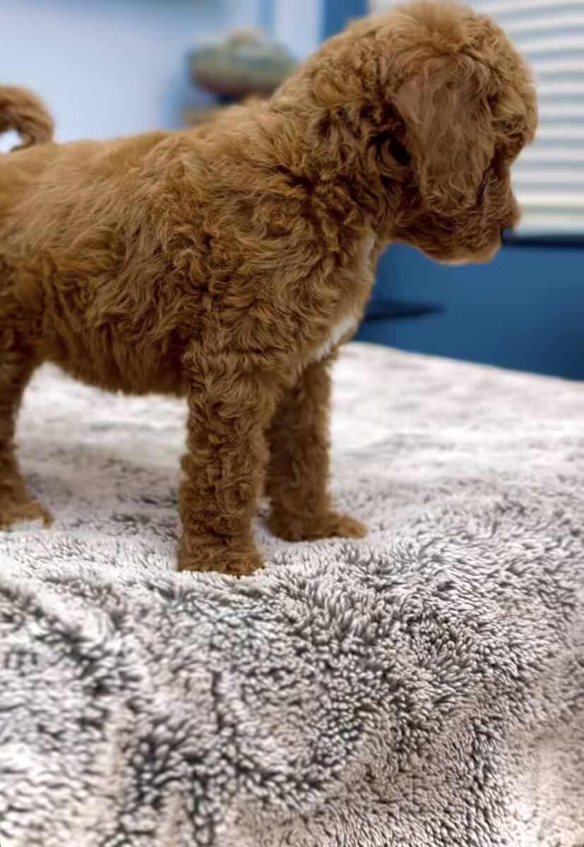 Male Goldendoodle 7 weeks image 3