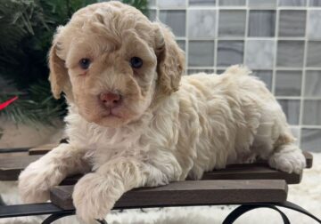 Miniature poodles available for adoption