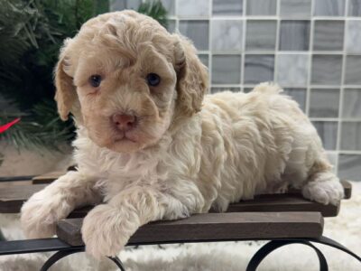 Miniature poodles available for adoption