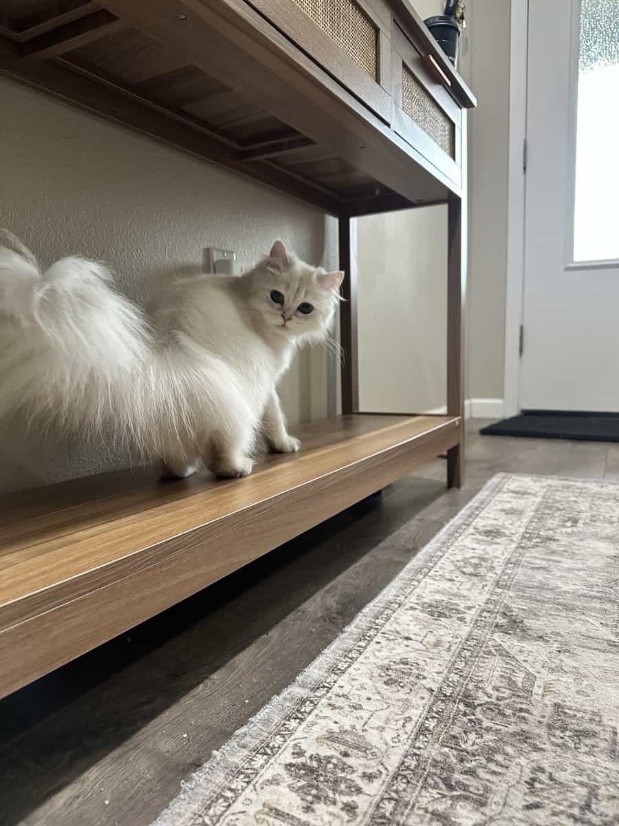 Rehoming Kitty image 4