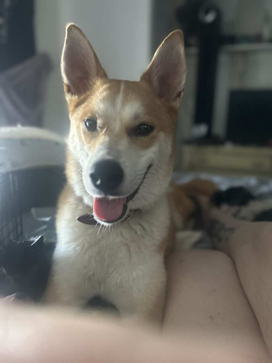Kitsune image 1