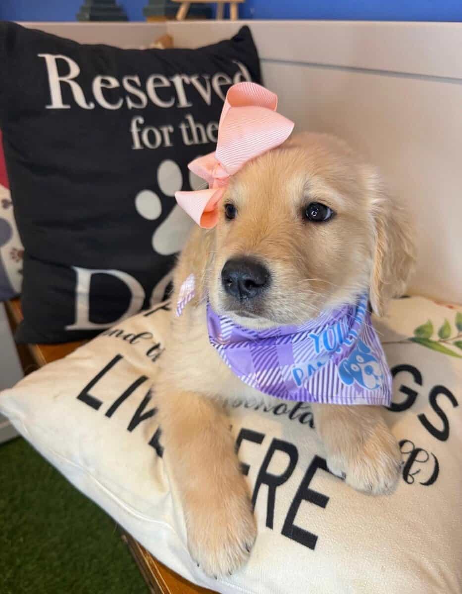 Golden Girl Sugar Seeking Her Forever Home 🐶💛 image 6